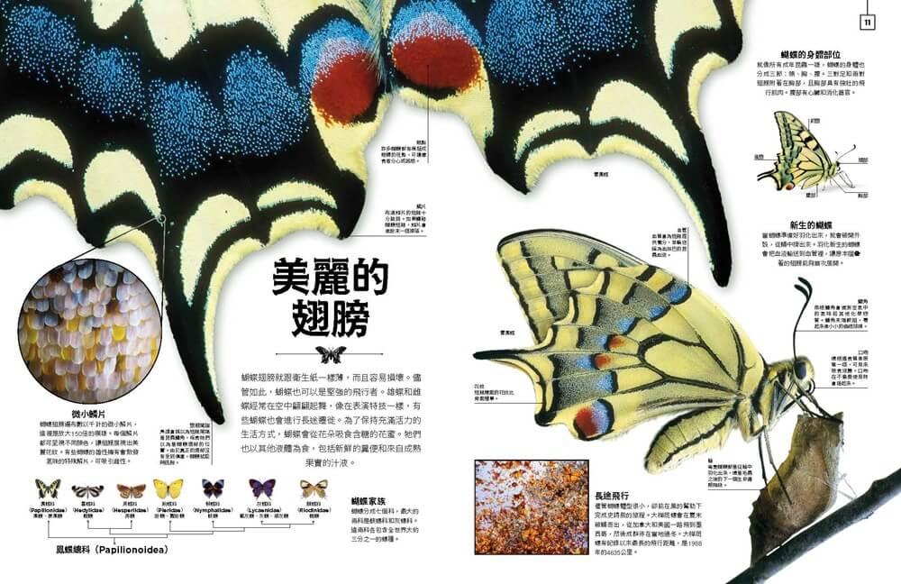 小小觀察家的自然博物館:收藏自然界繽紛的形態與色彩,看見地球萬物的奧妙