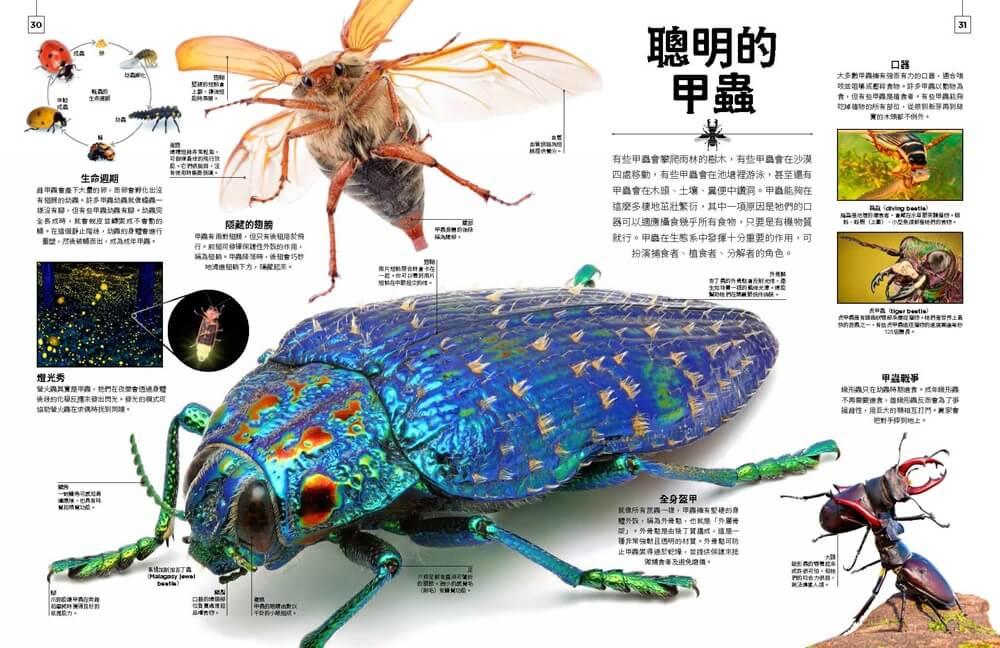 小小觀察家的自然博物館:收藏自然界繽紛的形態與色彩,看見地球萬物的奧妙